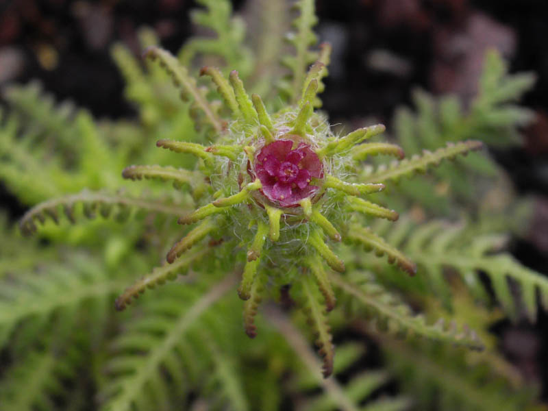 Pedicularis superba photo